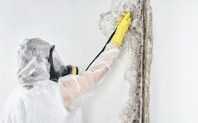 Best HVAC Mold Inspection and Cleaning  in Lake Elmo, MN